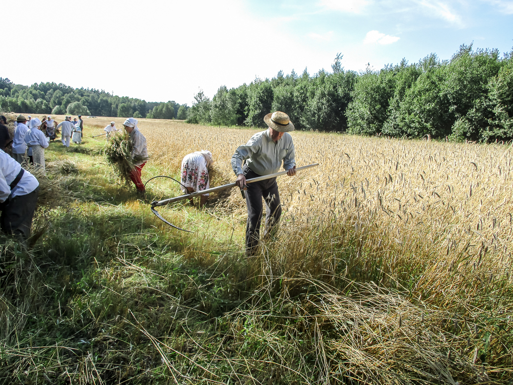 XVI
                            Podlasko-Poleskie Spotkania niwne „Ole po
                            boru chodit” w Studziwodach 25 lipca 2020
                            r.